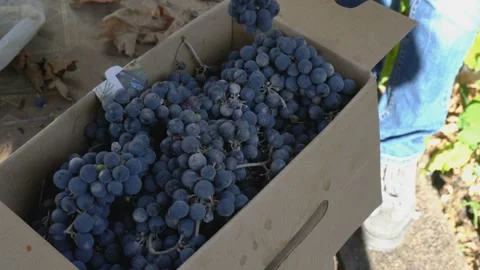 Collection and packaging of black grapes. The girl cuts off extra branches Video stock 114801060