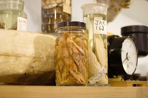Collection of antique scientific objects. Stock Photos