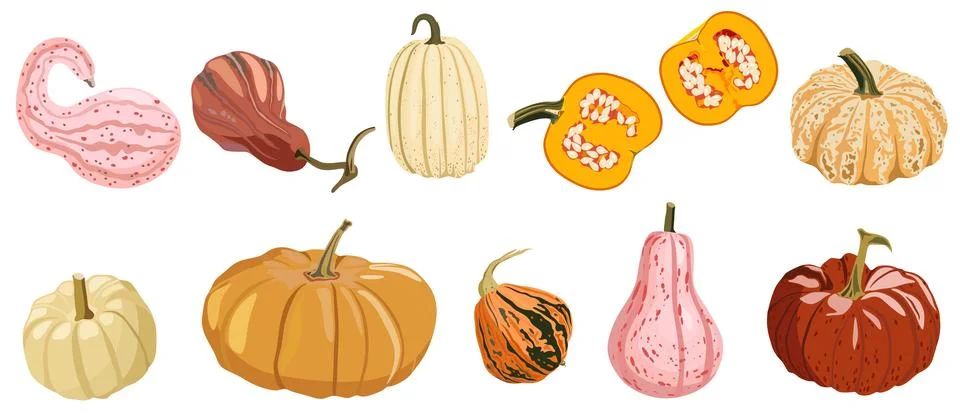 Collection of assorted decorative pumpkins and gourds illustration set Illustrazione stock