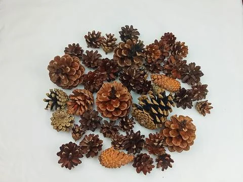 Collection of Assorted Pine Cones on White Background Natural Winter Still Life Stock Photos