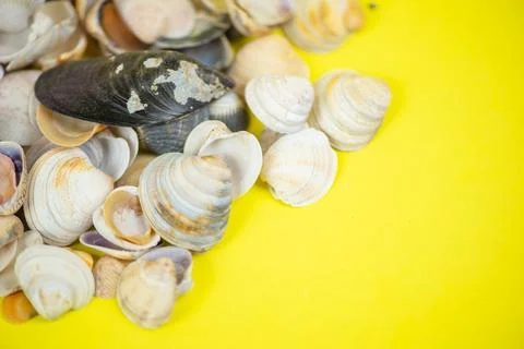 A Collection of Assorted Seashells Displayed on a Bright Yellow Background .. 库存照片