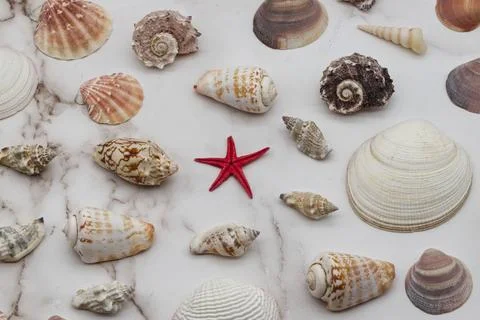 Collection of assorted shells isolated on white background. Stock Photos