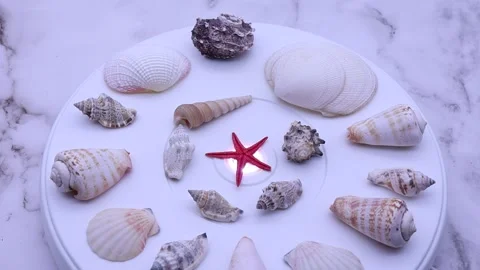 Collection of assorted shells rotating on a turntable. Stock Footage 253618385