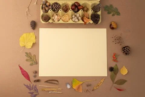 Collection of autumn elements like leaves, pine cones, seeds, and dried flo.. Foto stock