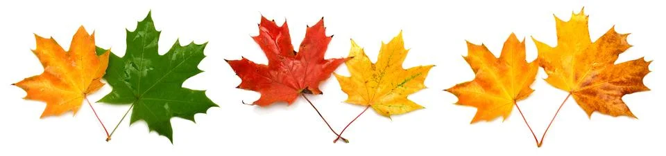 Collection of autumn leaf isolated on white background Stock Photos