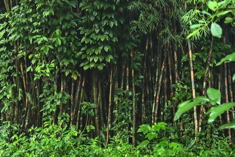 Collection of bamboo trees. Stock Photos