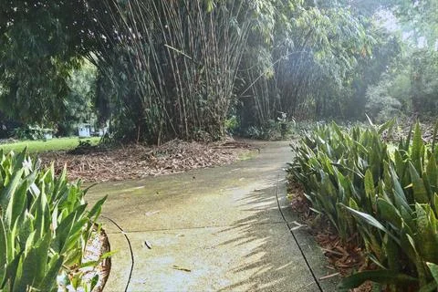 Collection of bamboo trees. Stock Photos