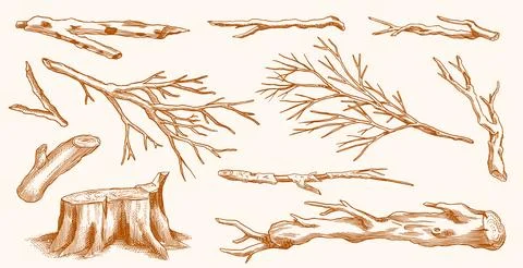 Collection of Bare tree branches. Leafless dry wooden elements. Sticks and Stock Illustration