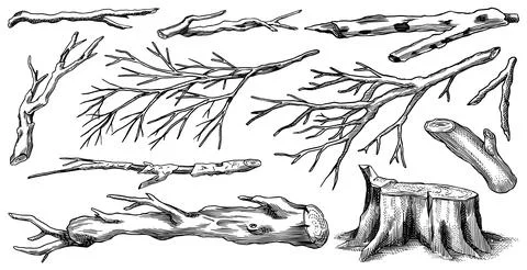 Collection of Bare tree branches. Leafless dry wooden elements. Sticks and Stock Illustration