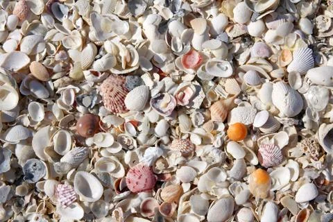 Collection of beach seashells background Stock Photos