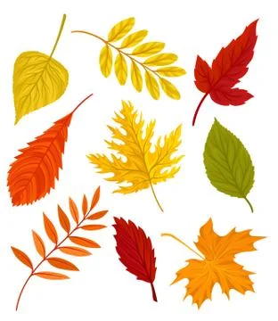 Collection of beautiful colourful autumn leaves vector Illustration on a white Stock Illustration