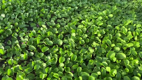 A collection of beautiful green plants Stock Footage 297054367