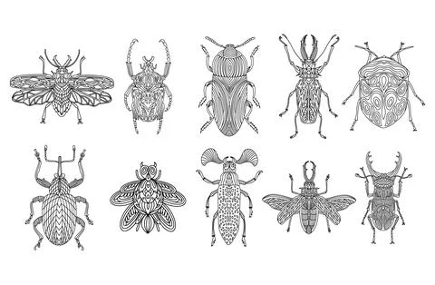 A collection of beetles and insects in a linear style. Linear vector Stock Illustration