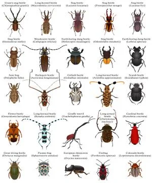 Collection of beetles Stock Illustration