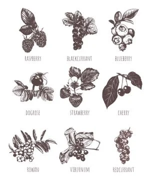 Collection of berries vector illustration Stock Illustration