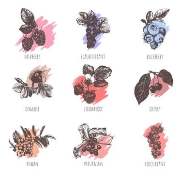 Collection of berries vector illustration. Stock Illustration