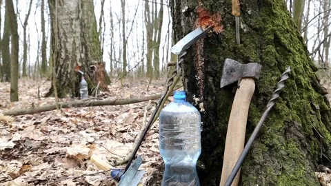 Collection of birch sap in a spring forest Stock Footage 89194953