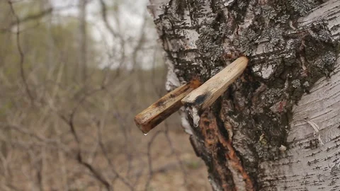 Collection of birch sap in a spring forest. Close-up Stock Footage 89881607