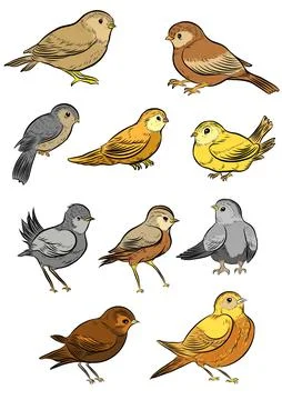 Collection of bird illustration Illustrazione stock