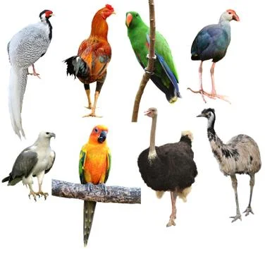 Collection of bird isolated Foto stock