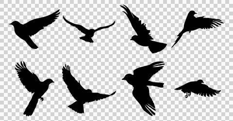 Collection-of-black-bird-silhouettes-without-background Stock Illustration