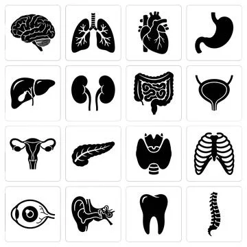 Collection of black human internal organ icons on white background, includi.. Stock Illustration