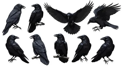 Collection of Black Ravens and Crows in Various Poses - Isolated on White B.. Illustrazione stock
