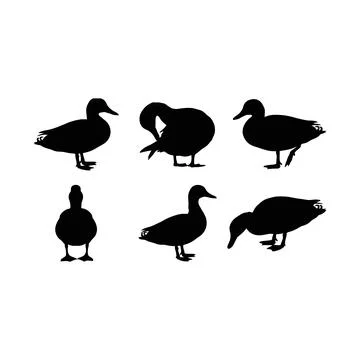 Collection of Black Silhouette Ducks in Various Standing and Swimming Poses.. Stock Illustration