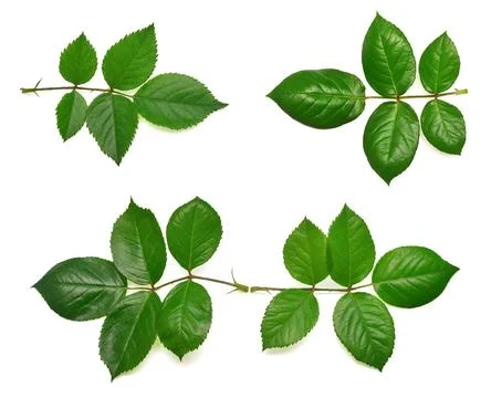 Collection branch rose leaf isolated on white background. Flat lay, top view Stock Photos