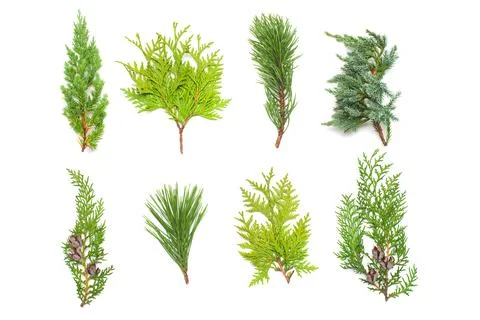 A collection of branches pine, juniper, thuja and cones isolated on white b.. Stock Photos