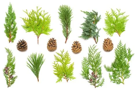 A collection of branches pine, juniper, thuja and cones isolated on white b.. Stock Photos