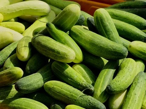 A collection of bright green cucumbers in a container, freshly picked. Stock Photos