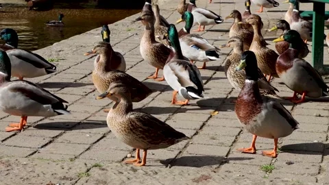 A collection of British ducks on the side of the river bank on a hot sunny su Stock Footage 163277437