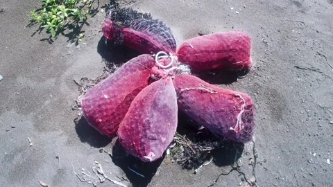 Collection of brown algae for processing Video stock 311017892