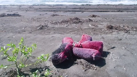Collection of brown algae for processing Video stock 311017969