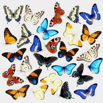 Collection of butterflies Stock Illustration