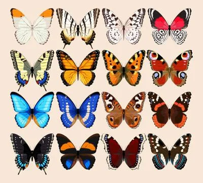 Collection of butterflies Stock Illustration