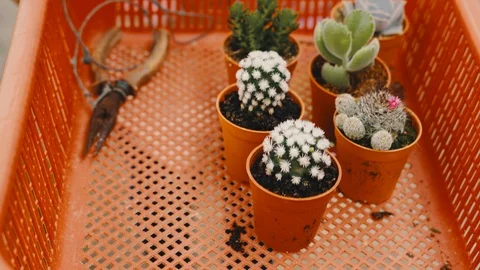 Collection of cactus Video stock 121390134