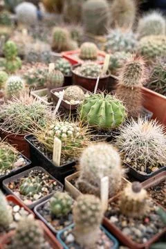 Collection of cactus plants in pots as a background Stock Photos
