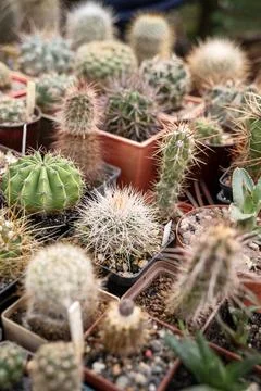 Collection of cactus plants in pots as a background Stock Photos