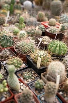 Collection of cactus plants in pots as a background Stock Photos