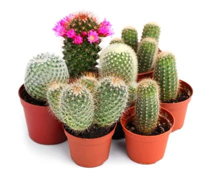Collection of cactuses in a pot Stock Photos