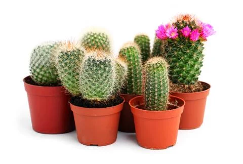 Collection of cactuses in a pot Stock Photos