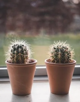 Collection of cactuses, on windowsill close-up view Stock Photos