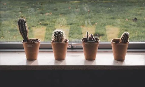 Collection of cactuses, on windowsill Stock Photos