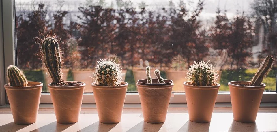 Collection of cactuses, on windowsill Stock Photos
