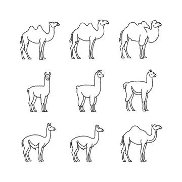 Collection of camel line drawings in various poses and styles Stock Illustration