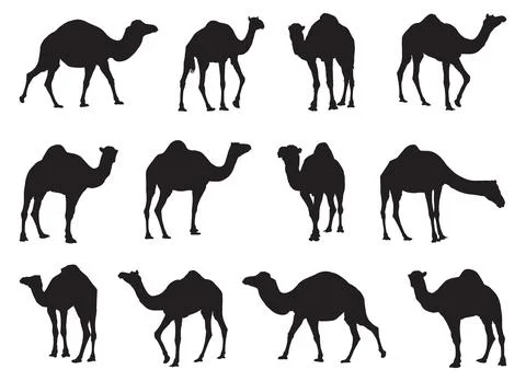 Collection of camels silhouettes set vector illustration Illustrazione stock