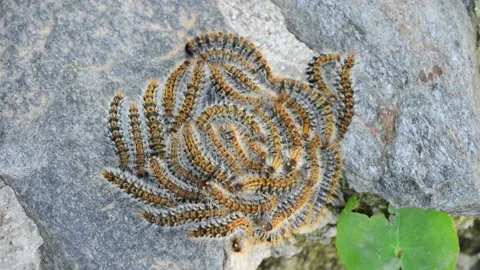 A collection of caterpillars swarming on a rock Stock Footage