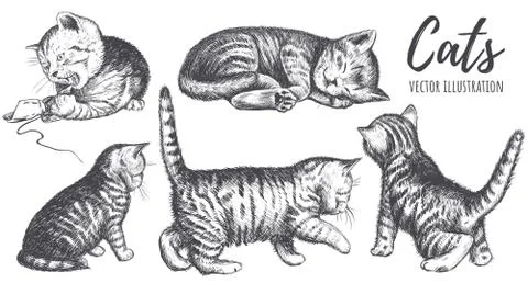 Collection of cats hand drawing. Stock Illustration
